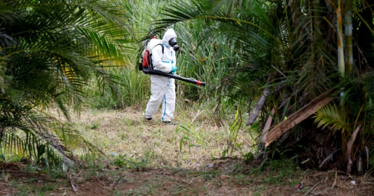 La Réunion: cinq nouveaux décès imputés au chikungunya malgré une épidémie en décrue : Actualités