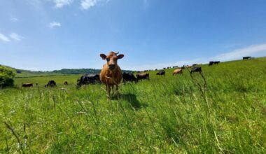 trois fermes du Pays de Bray vous ouvrent leurs portes ce week-end