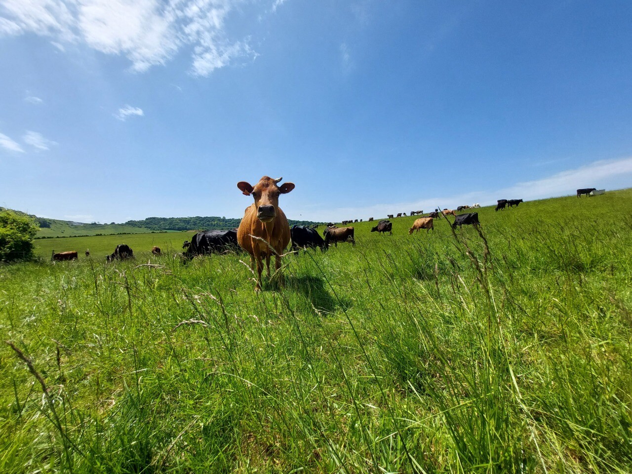 trois fermes du Pays de Bray vous ouvrent leurs portes ce week-end
