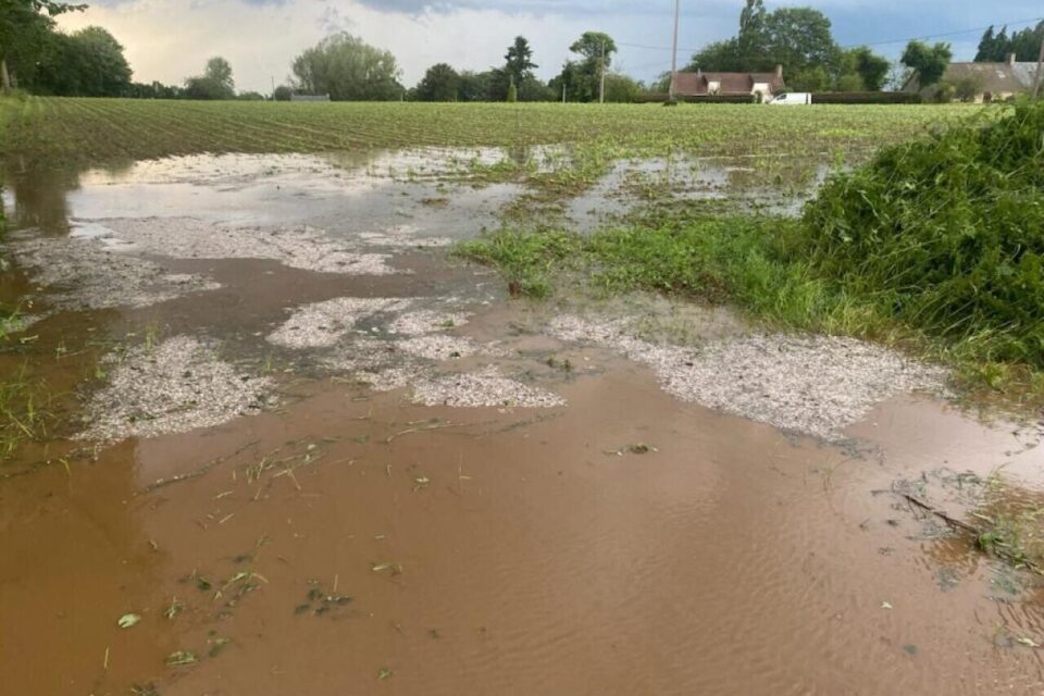 Un champ de maïs complètement détruit sur la route qui relie Landisacq à Cerisy. Tous les champs de culture sont dévastés par ce violent orage