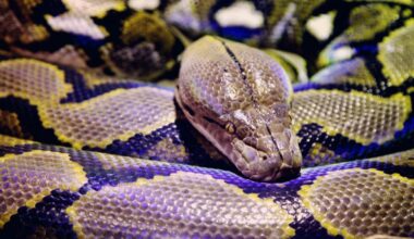 Près de Saint-Étienne : où est le python qui s'est échappé d'un appartement ?