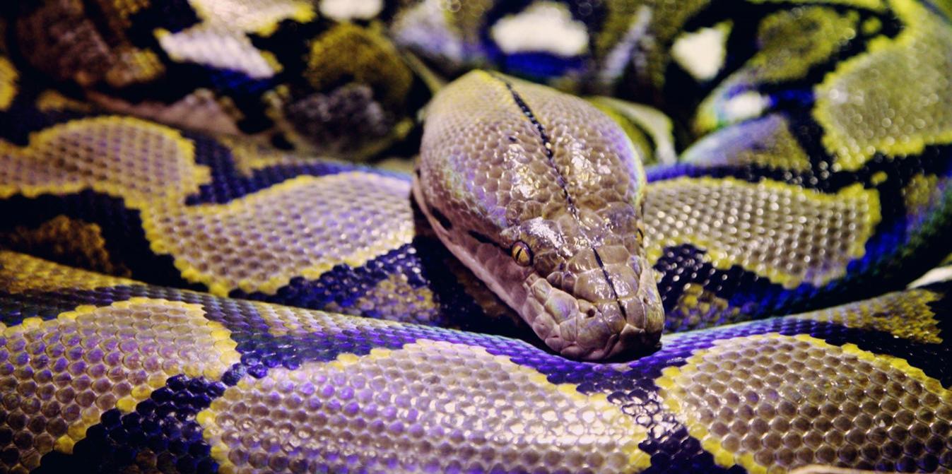 Près de Saint-Étienne : où est le python qui s'est échappé d'un appartement ?