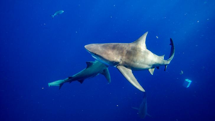 À New York, une baigneuse a « très probablement » été mordue par un requin selon les experts. (image d’illustration)