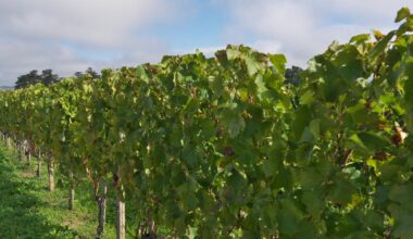 le ministère de l’Agriculture révèle des chiffres alarmants sur le recul des surfaces de vigne