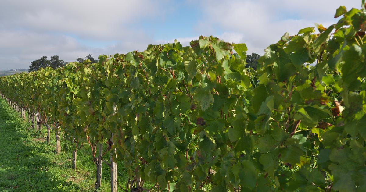 le ministère de l’Agriculture révèle des chiffres alarmants sur le recul des surfaces de vigne