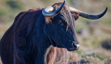 Vol improbable en Allemagne : des malfaiteurs dérobent... du sperme de taureau