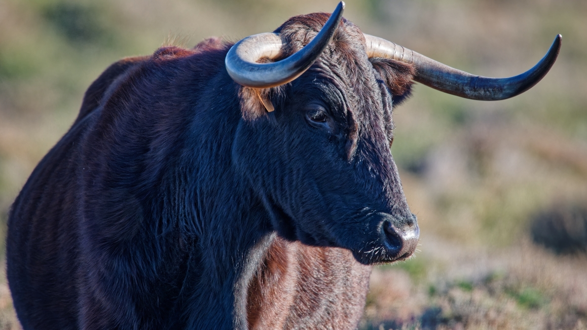 Vol improbable en Allemagne : des malfaiteurs dérobent... du sperme de taureau