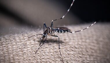 Il gagne du terrain en Europe: faut-il s’inquiéter du virus Chikungunya, transmis par les moustiques tigres ?