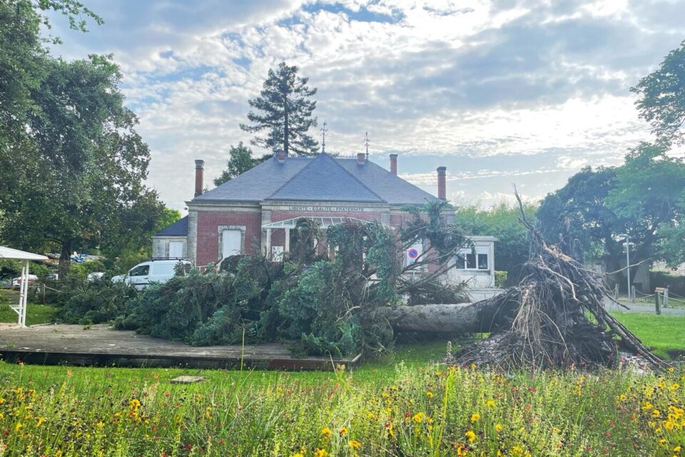 L'arbre est tombé devant l'ancienne mairie d'Arès.
