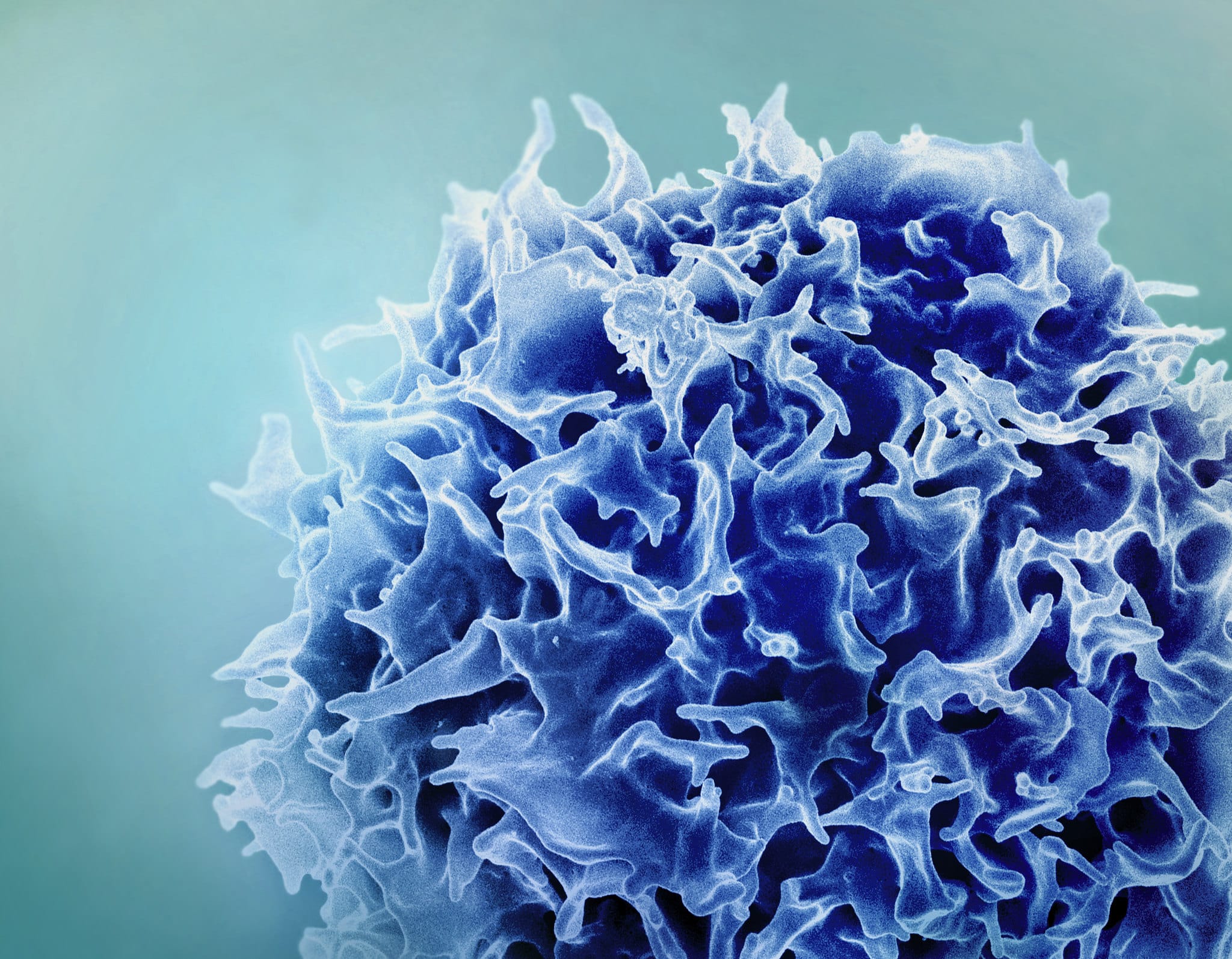 lymphocyte cellule T