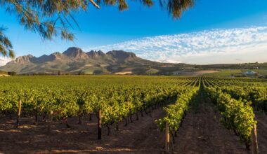 Les viticulteurs français vent debout contre une subvention européenne pour la «croissance inclusive» de la filière vin sud-africaine