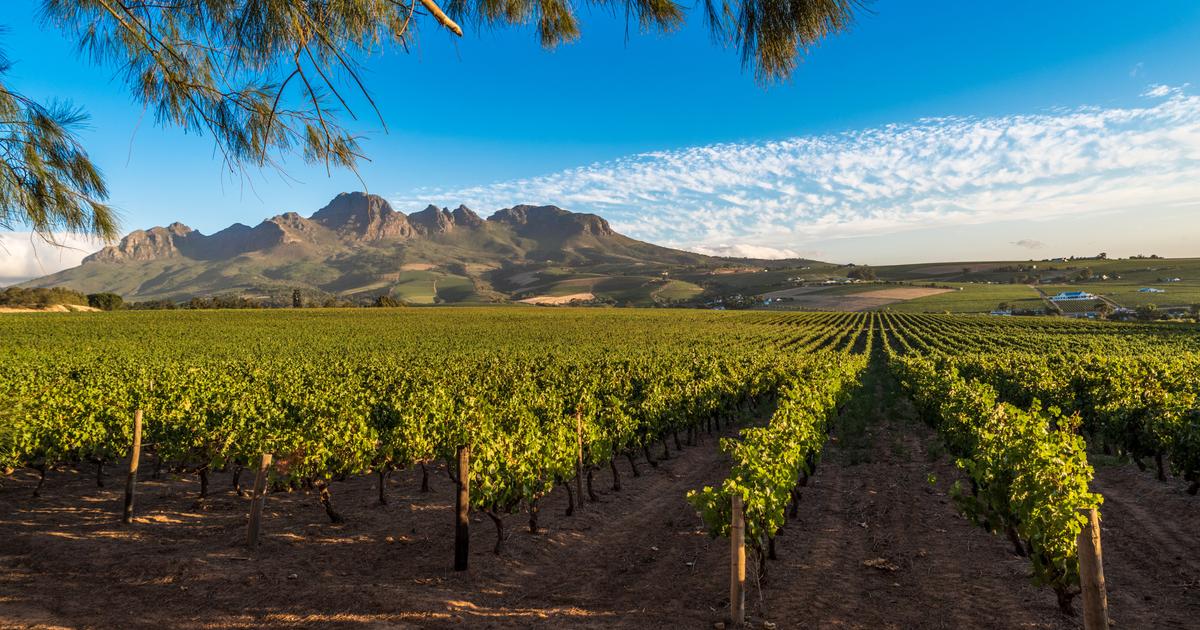 Les viticulteurs français vent debout contre une subvention européenne pour la «croissance inclusive» de la filière vin sud-africaine