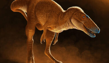 Dans la famille des tyrannosaures, la découverte d’un nouveau membre nommé «Khankhuuluu» – Libération