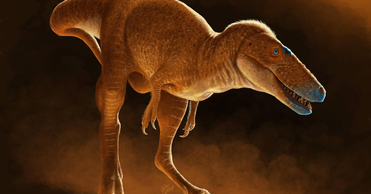 Dans la famille des tyrannosaures, la découverte d’un nouveau membre nommé «Khankhuuluu» – Libération