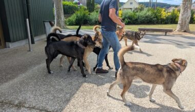 Près de Rouen, que faisait cette horde de chiens dans la cour d’école ?