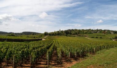les 10 châteaux ayant connu une renaissance à l’occasion du millésime 2024, disponible en primeur