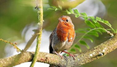 La biodiversité, thème de la conférence de l’Espace des sciences, à Morlaix, le mercredi 11 juin