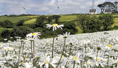 Cliché de Zef : champ de marguerites à Plouarzel