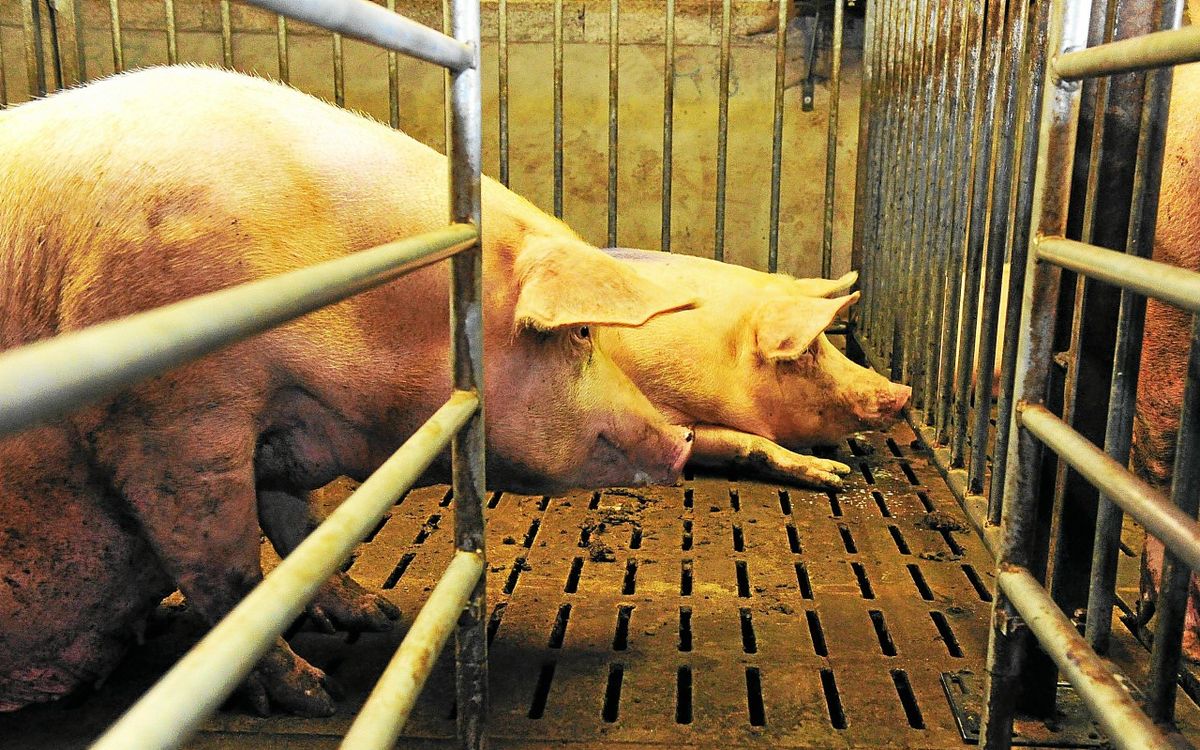 La France est le 2e pays d’Europe à compter le plus de « fermes industrielles », d’après une enquête