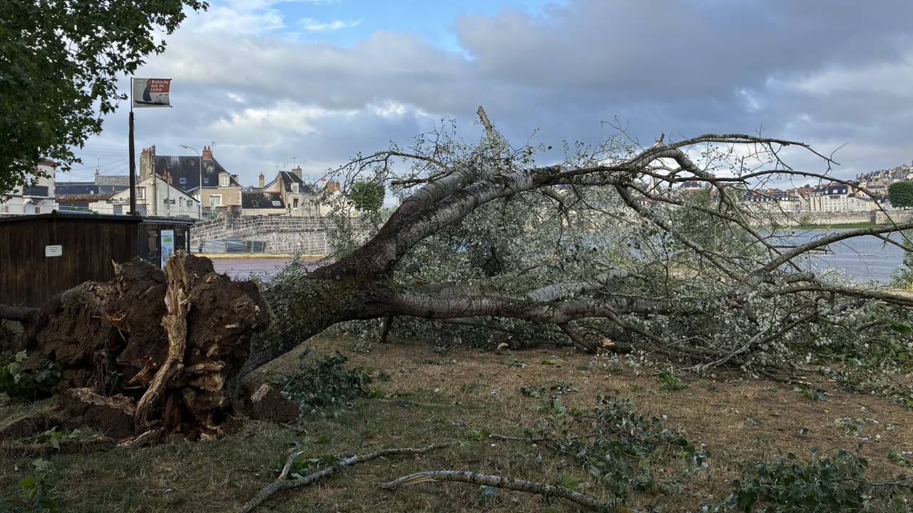 À Blois, cet arbre n’a pas résisté à la vitesse du vent.