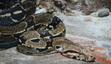 Un serpent géant en fuite dans l’Ouest lyonnais ? : il a finalement été retrouvé