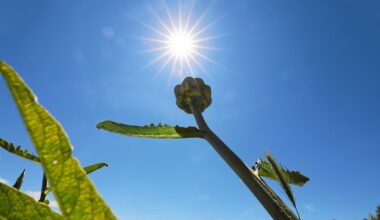 Vague de chaleur : quand les températures vont-elles baisser en Bretagne ?