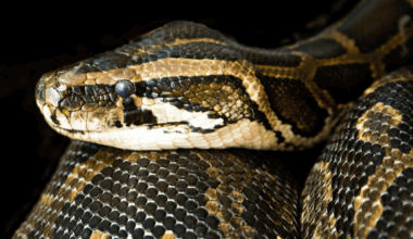 [MAJ] Près de Lyon : le boa constrictor disparu retrouvé… chez son propriétaire