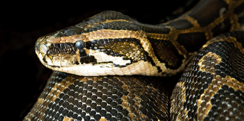[MAJ] Près de Lyon : le boa constrictor disparu retrouvé… chez son propriétaire