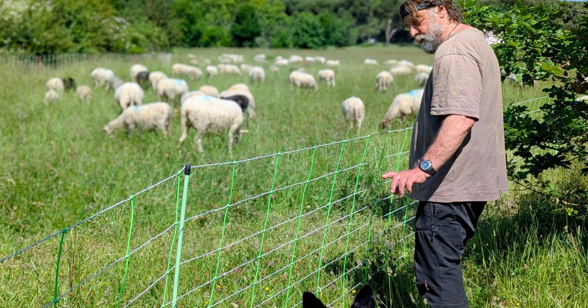 Dans ce parc de Toulouse, pourquoi les moutons ont-ils remplacé les tondeuses à gazon ?