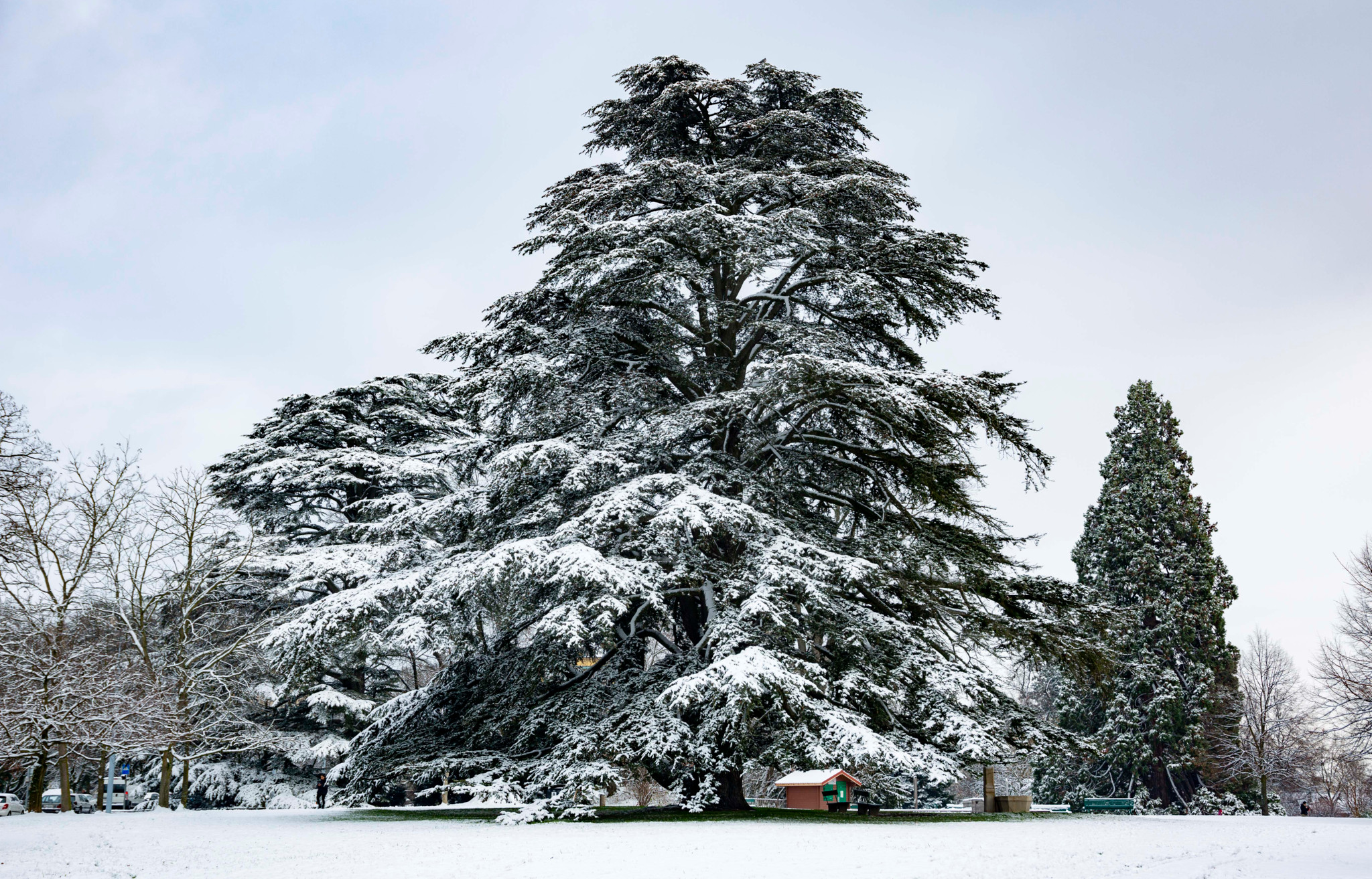 Un grand arbre majestueux couvert de neige dans un paysage d’hiver, avec un ciel gris clair en arrière-plan.