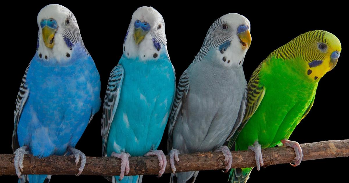 Le cerveau des perruches, un modèle inattendu pour dévoiler les secrets du langage humain