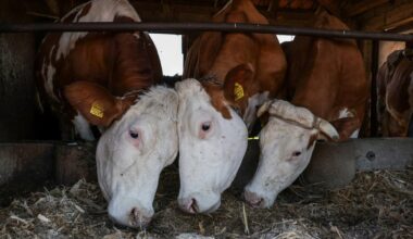 un éleveur bovin crée une zone de «vaches à défendre» contre l’abattage préventif de son troupeau