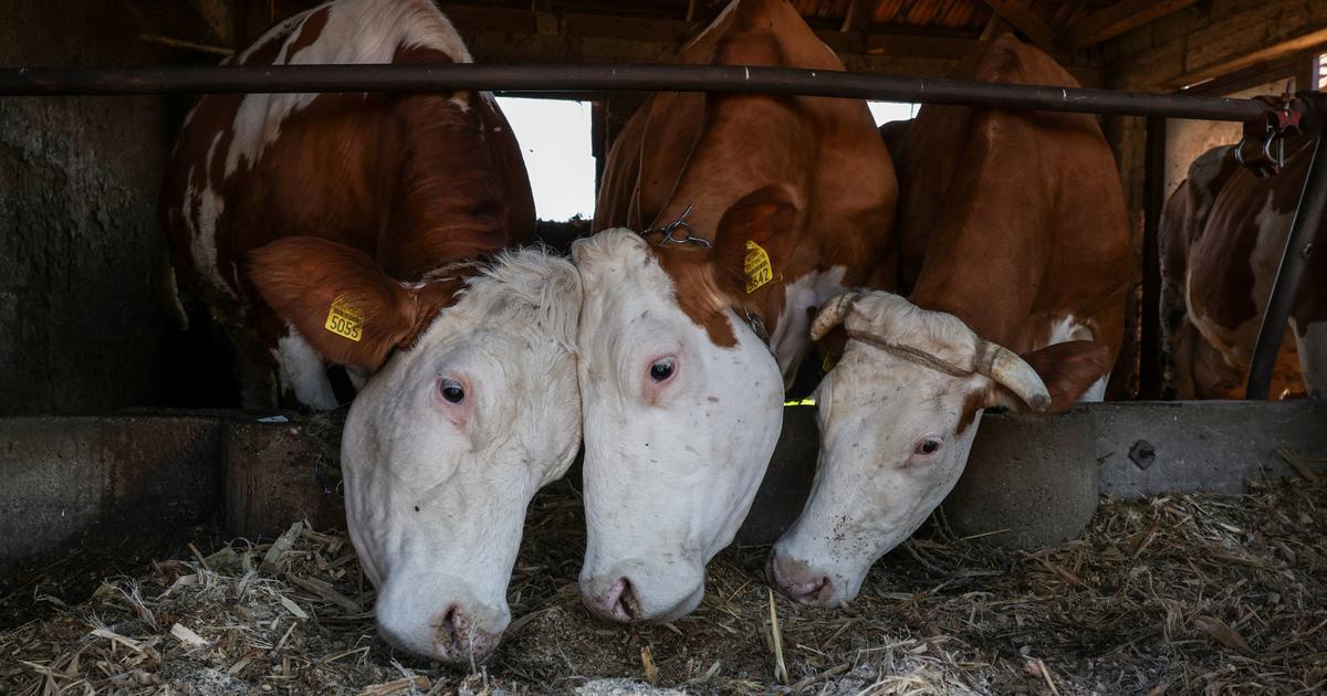 un éleveur bovin crée une zone de «vaches à défendre» contre l’abattage préventif de son troupeau