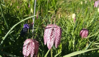 6 magnifiques jardins à visiter gratuitement ce week-end dans le Nord et le Pas-de-Calais !
