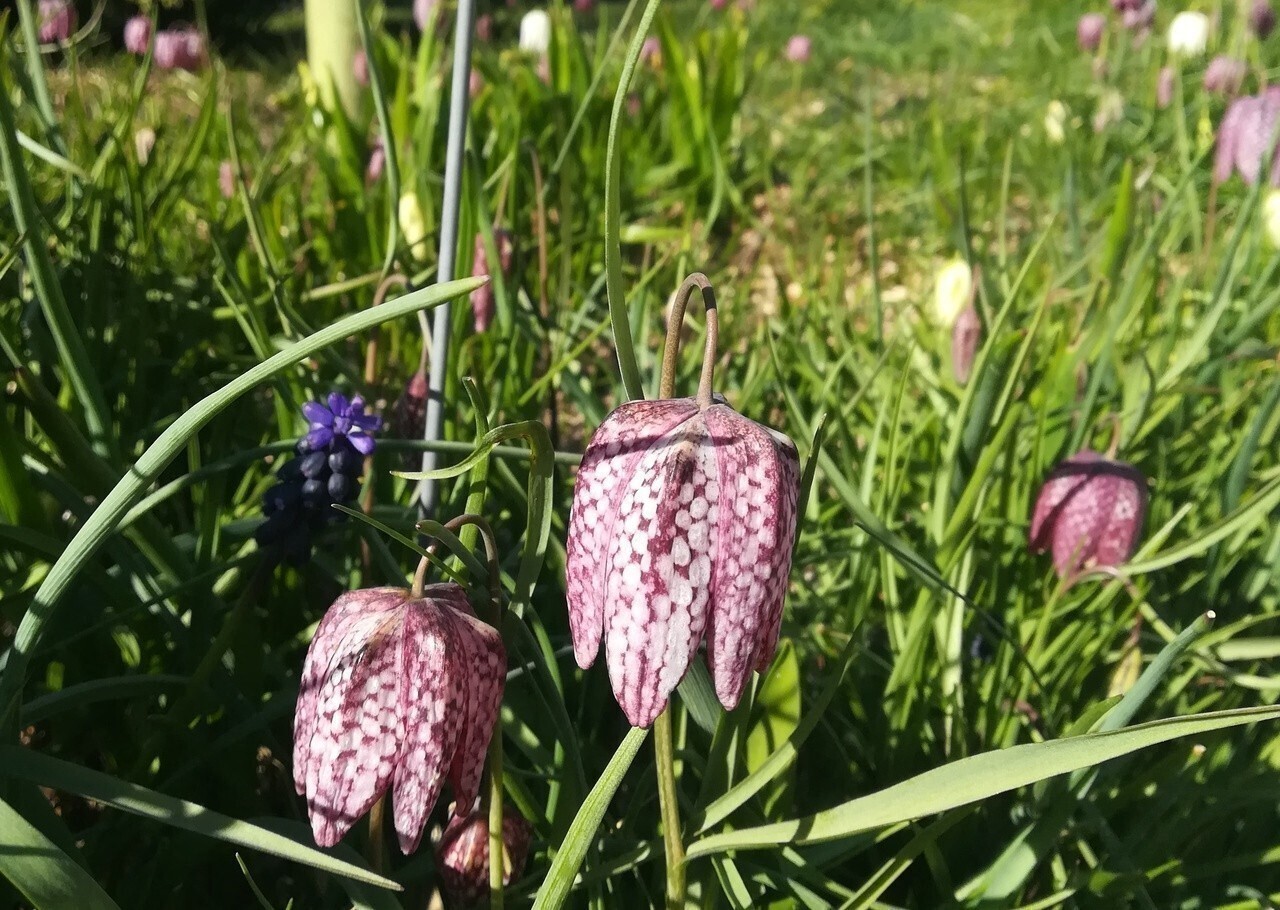 6 magnifiques jardins à visiter gratuitement ce week-end dans le Nord et le Pas-de-Calais !