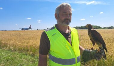 quand les buses préviennent les collisions entre avions et oiseaux