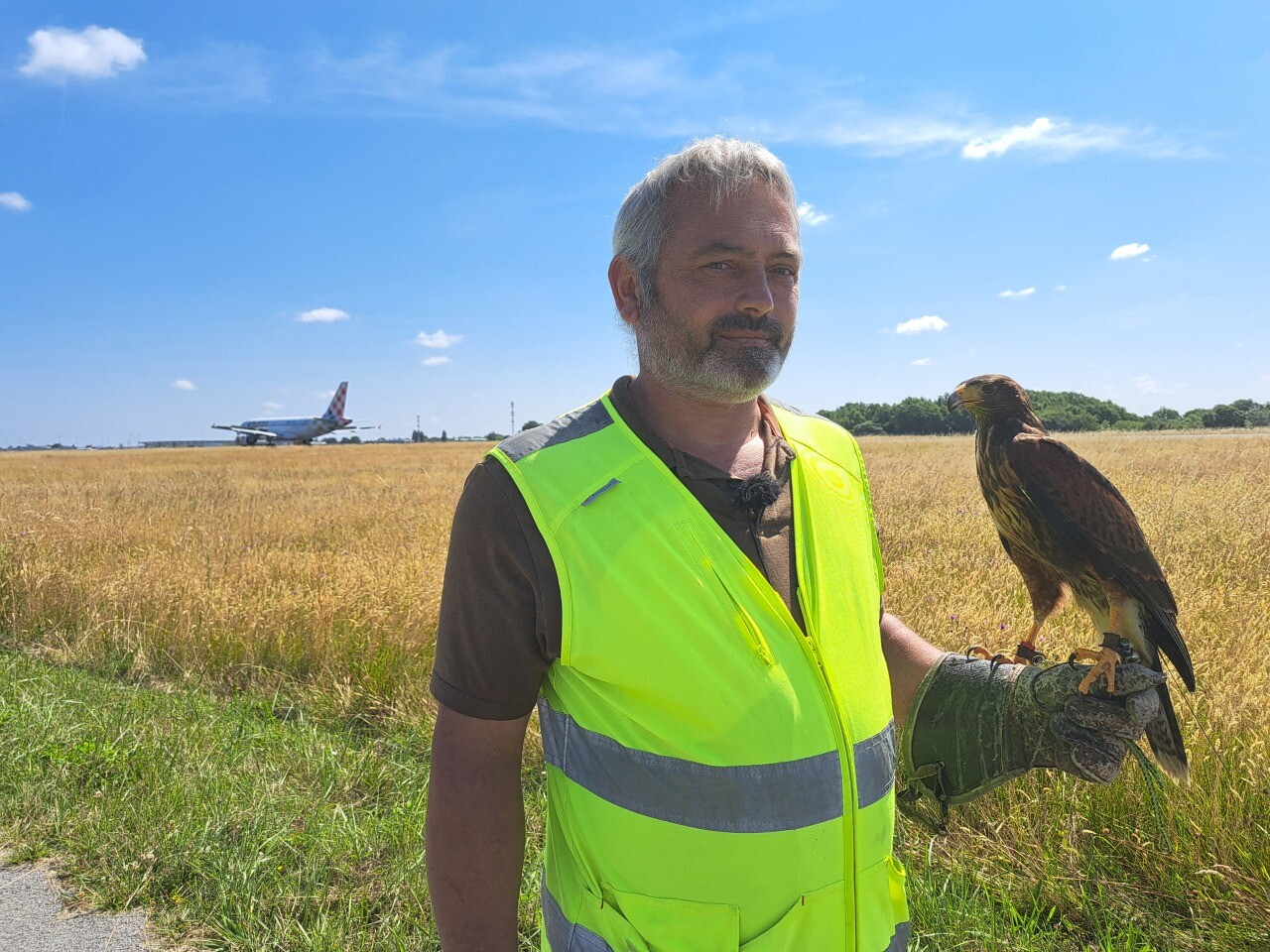 quand les buses préviennent les collisions entre avions et oiseaux