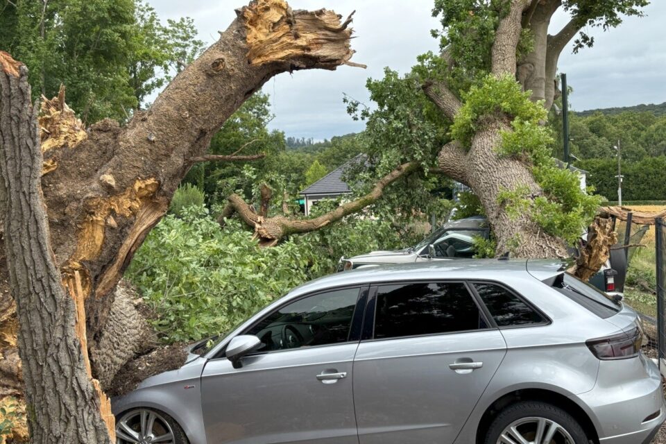 Trois voitures ont été écrasées par des chênes coupés par les vents violents lors de l'orage du mercredi 25 juin 2025.