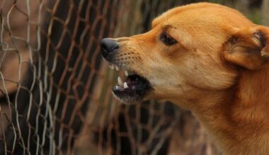 Griffée par un chien errant lors d’un voyage au Maroc, une touriste meurt de la rage plusieurs mois après