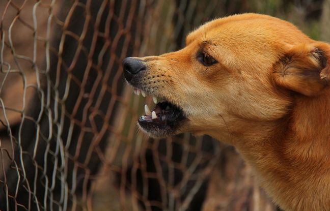 Griffée par un chien errant lors d’un voyage au Maroc, une touriste meurt de la rage plusieurs mois après