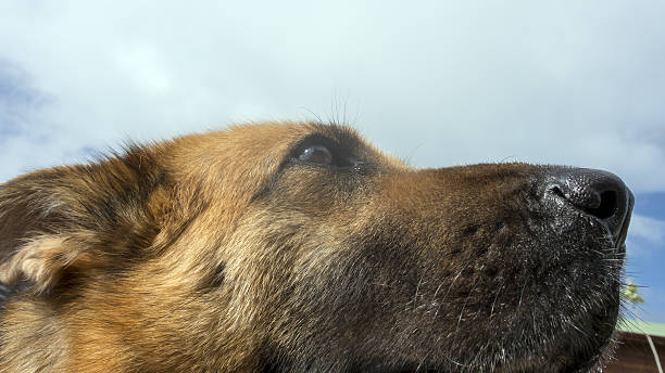 HORREUR RUE ÉLISÉE-RECLUS : UN CHIEN TUÉ DANS UN ACCÈS DE VIOLENCE
