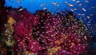 "Une belle visibilité de la Méditerranée": le photographe animalier et naturaliste niçois Greg Lecoeur s’expose à l’aéroport de Nice