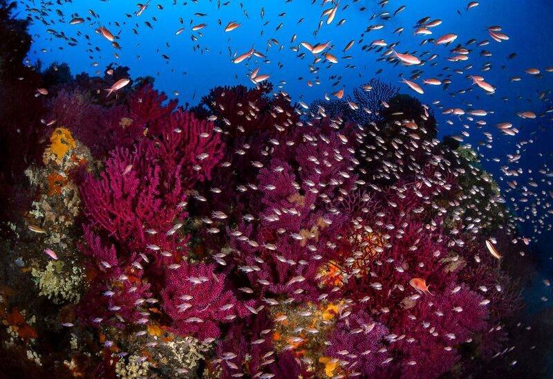 "Une belle visibilité de la Méditerranée": le photographe animalier et naturaliste niçois Greg Lecoeur s’expose à l’aéroport de Nice