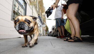 Pourquoi la mairie de Saint-Laurent-du-Var a décidé d'enlever les distributeurs de sacs canins? On vous explique cette surprenante mesure
