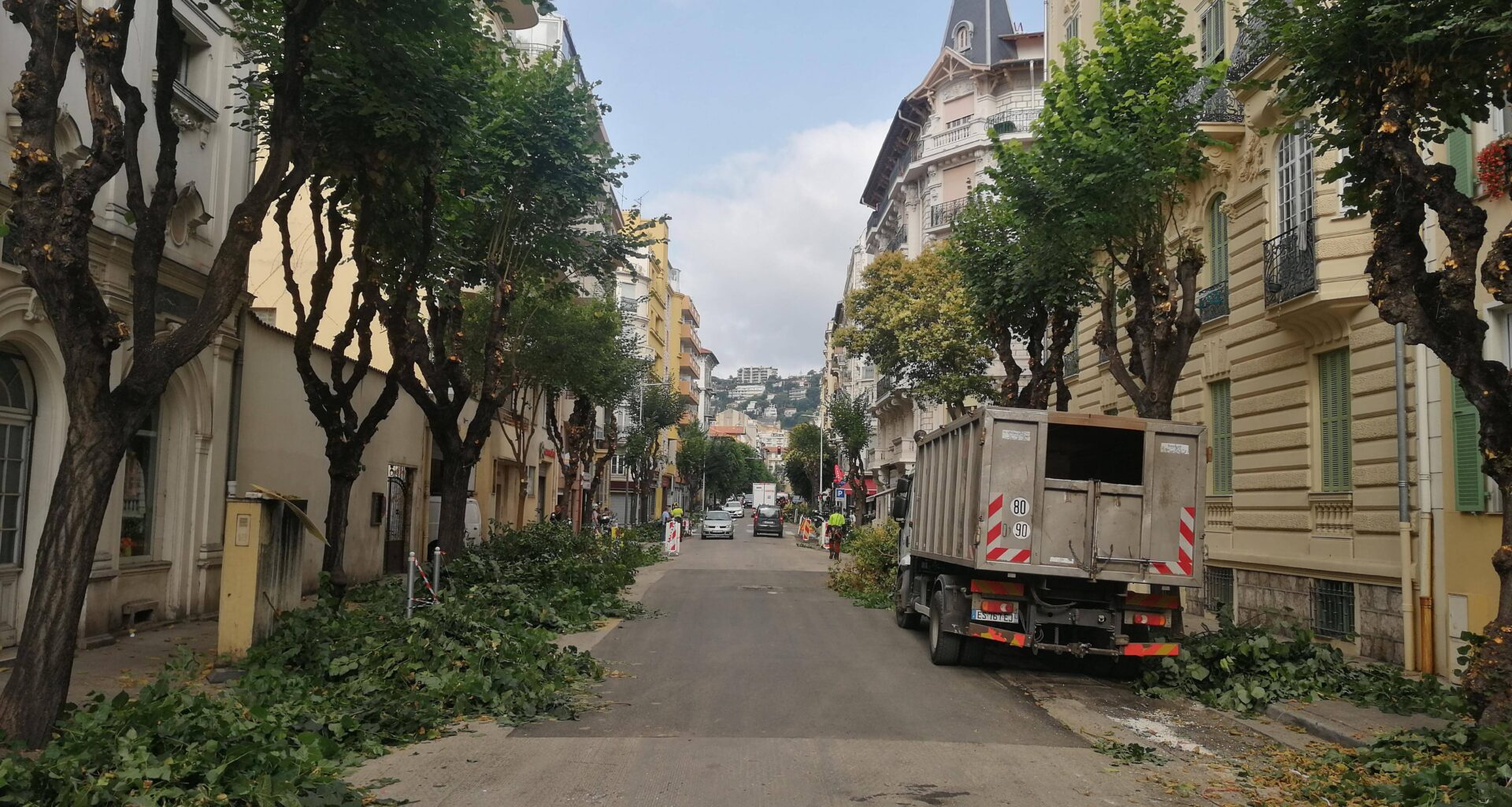 "J’ai vu un nid d’oiseau tomber": la taille des arbres en plein mois de juin étonne à Nice