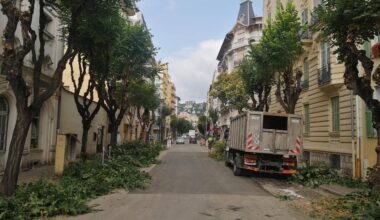 "J’ai vu un nid d’oiseau tomber": la taille des arbres en plein mois de juin étonne à Nice