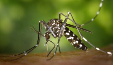 "Une circulation importante est à craindre": vers une flambée des virus transmis par les moustiques-tigres cet été dans les Alpes-Maritimes?