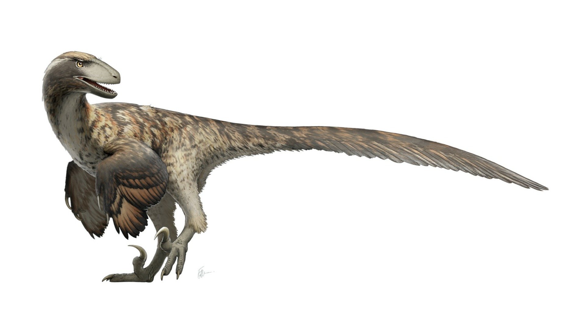 Deinonychus