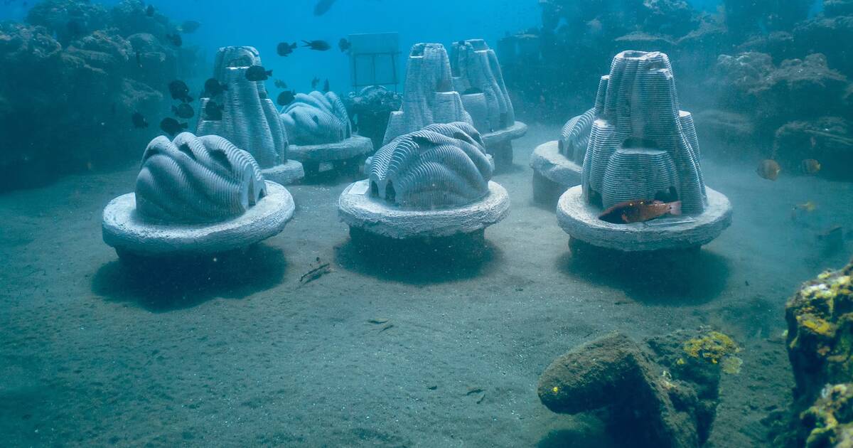 Bientôt des récifs à base de cendres humaines dans les eaux du Royaume-Uni ? – Libération