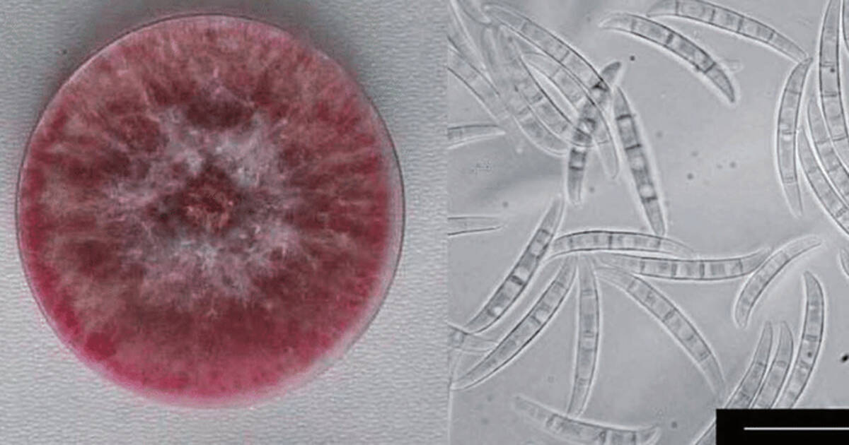 Aux Etats-Unis, le FBI accuse des scientifiques chinois d’avoir introduit un champignon possible «arme agroterroriste» – Libération